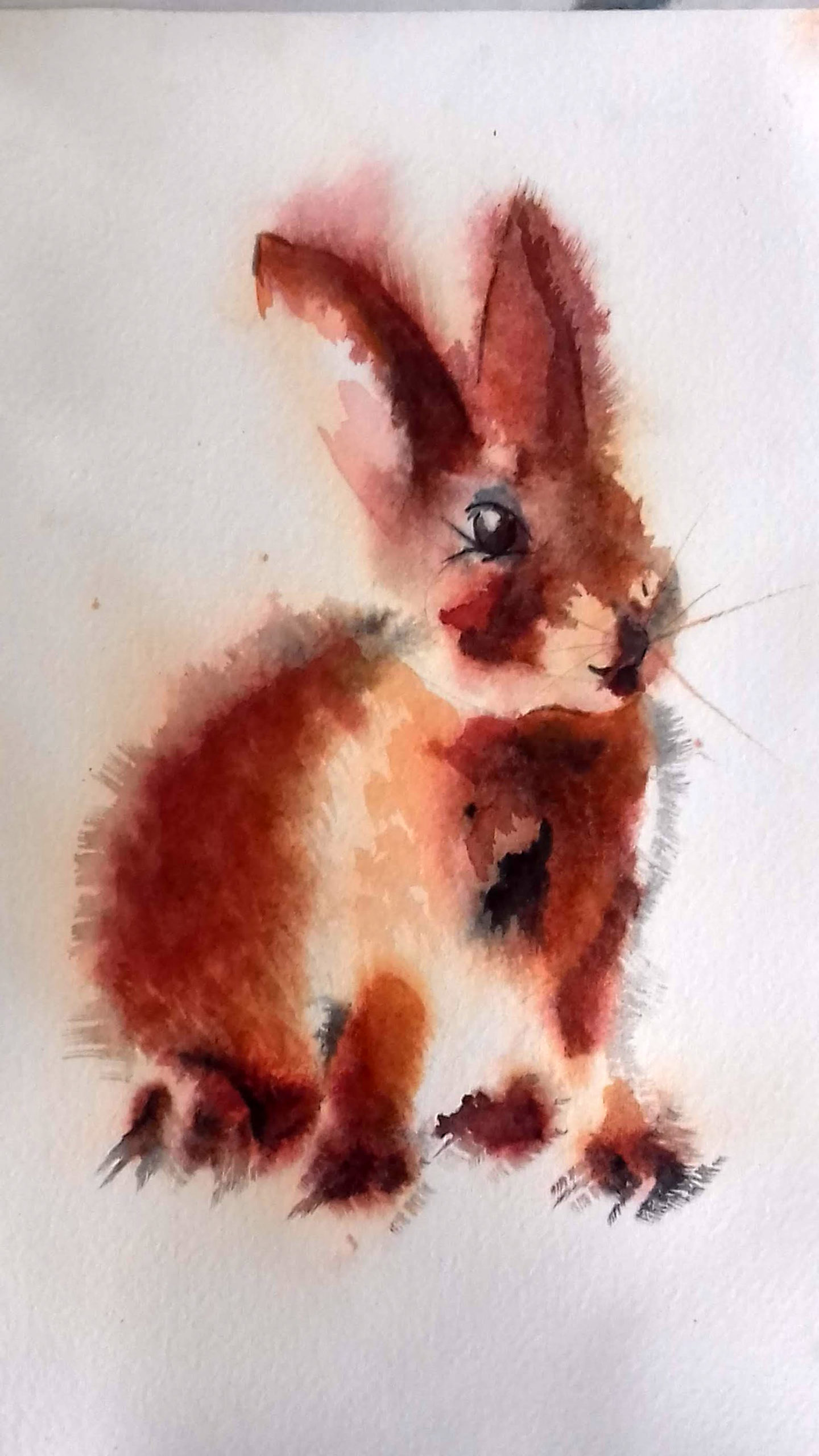 Animaux aquarelle